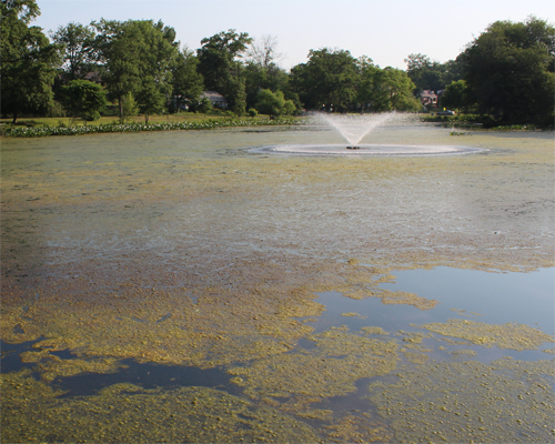 Photo: Algae floating in a pond with a fountain.