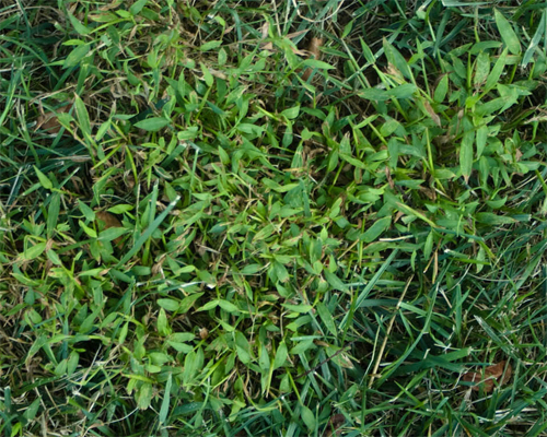 Photo: Japanese stiltgrass invading a lawn.