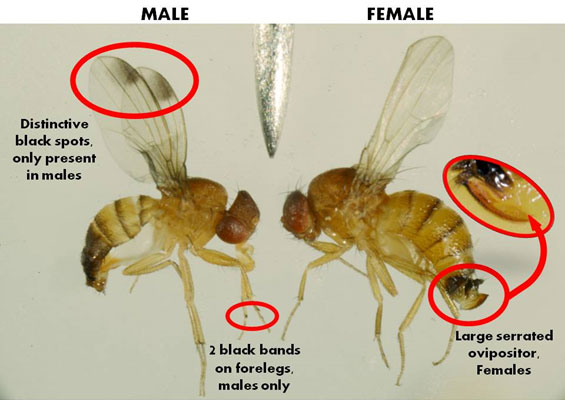 Male Vs Female Fruit Fly
