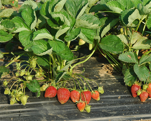 Photo: Bundles of harvested strawberries.