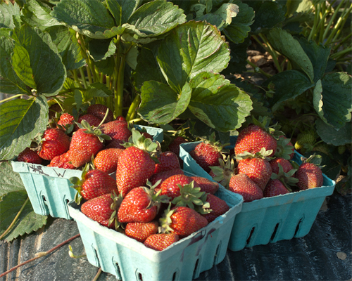 Photo: Containers filled with harvested strawberries.