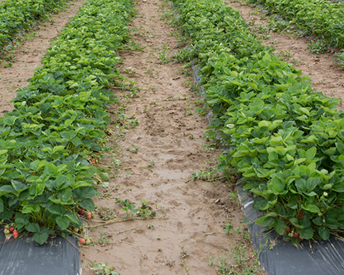 Photo: Strawberry fields.