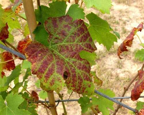 red wine grapes leaves