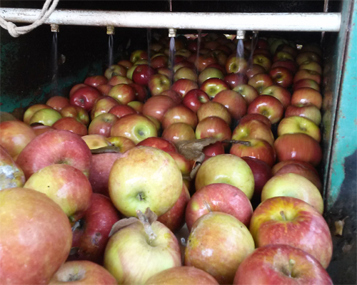 Photo: Apples on a conveyer belt.