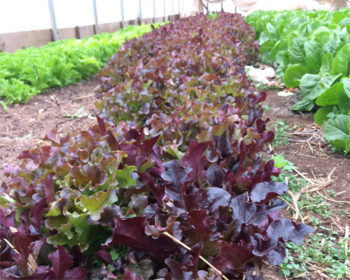 Photo: Loose leaf lettuce in high tunnel.