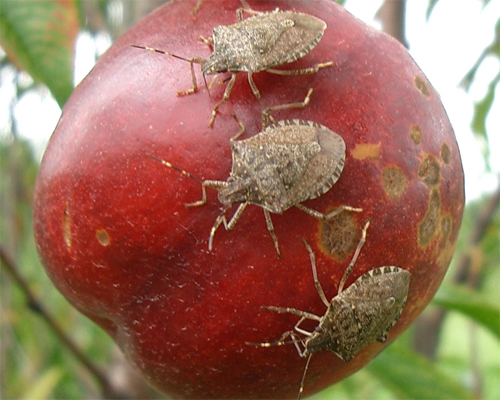 Photo: Adult stink bug feeding on apple fruit; photo-credit: Hamilton.