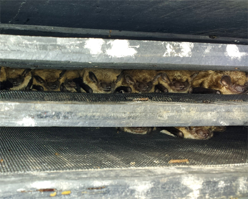 Photo: Big brown bats inside bat house; photo-credit: MacKenzie Hall.