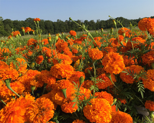 Photo: Cut flowers.