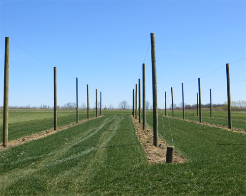 Photo: Hops fields.