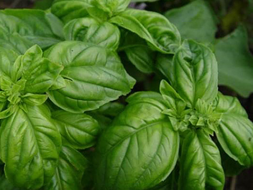 FS1279 Ultra Niche Crops Series Fresh Market Basil Rutgers NJAES