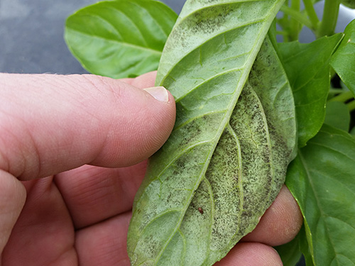 Photo: looking for basil downey mildew.