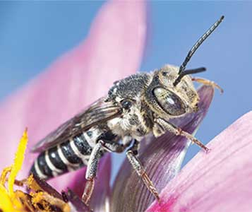 Coelioxys.