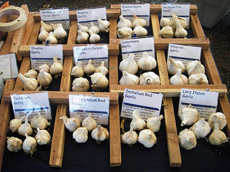 Retail direct market display featuring different cultivars of garlic and culinary information.