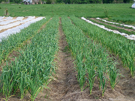Garlic plants growing in straw-mulched beds.