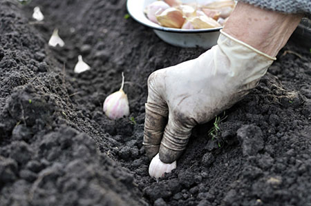 Planting garlic cloves.