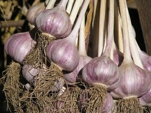 Hardneck garlic bulbs.