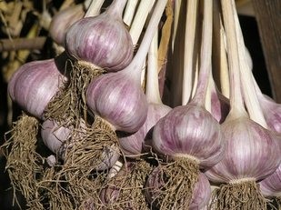 Garlic Master' seeks tradition, variety, Crops