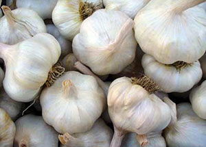 Bundle of garlic scapes as sold in direct retail markets. (Source: Sharon Suh)