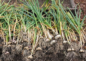 Curing harvested garlic bulbs. (Source: Mavis Butterfield)