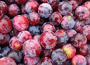 Beach Plum closeup.