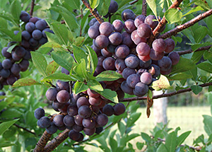 Beach Plum clusters ready to harvest.