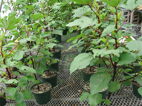 Roselle (Hibiscus sabdariffa L.), Potted Plants on nursery bench.