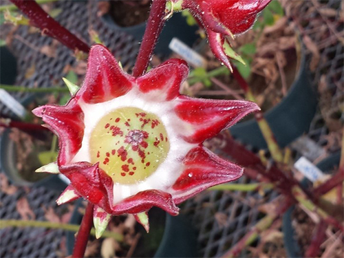 Roselle (Hibiscus sabdariffa L.) blossoms.