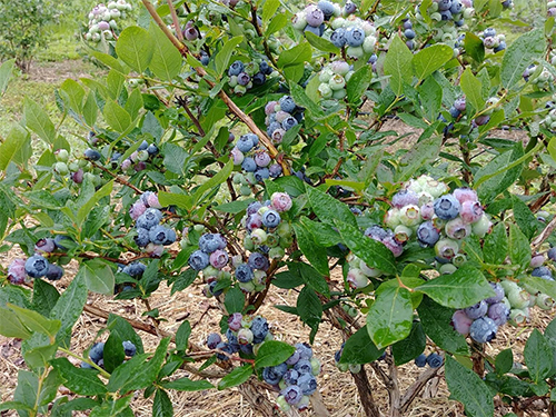 Blueberry bush.