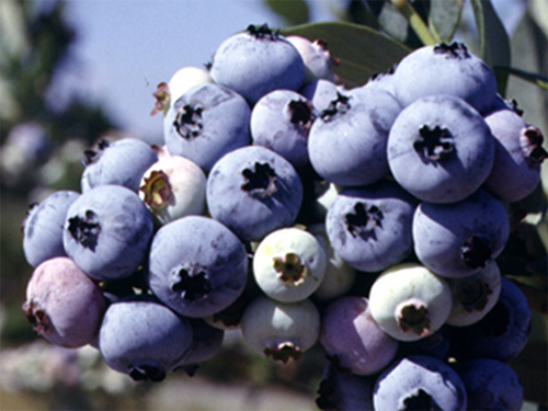 Blueberry close-up.