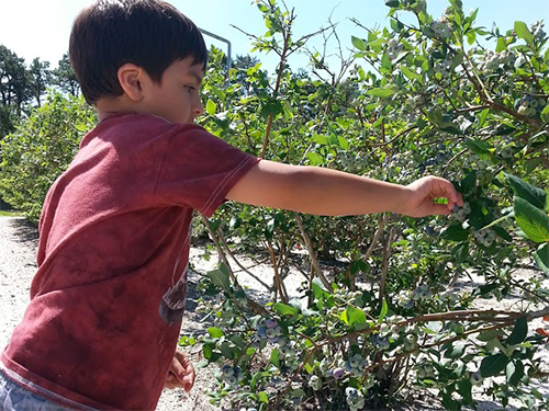 Child picking Blueberries.