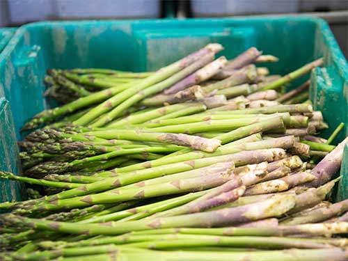 asparagus row spacing