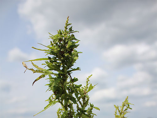 Photo: Stem of a hemp plant with female flowers.