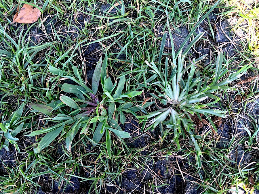 Fs1309 Crabgrass And Goosegrass Identification And Control In Cool