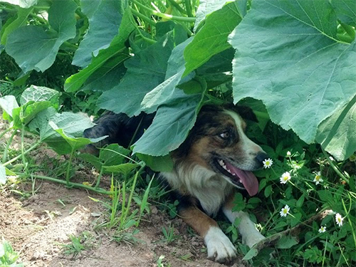 Dog resting under squash leaves.