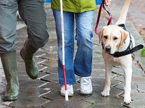 Service animal guiding a person with a disability.