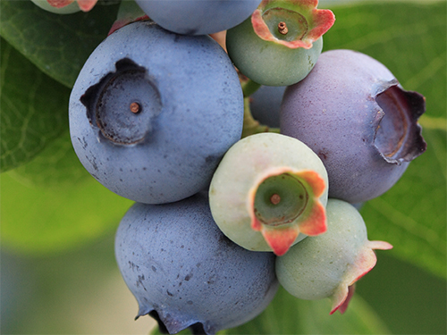 Photo: blueberries closeup.