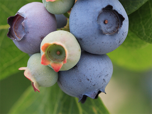 Photo: blueberries closeup.
