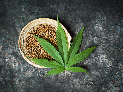 Photo: Hemp grain and hemp leaf.