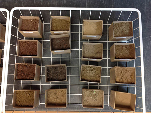 Photo: Soils sampled.