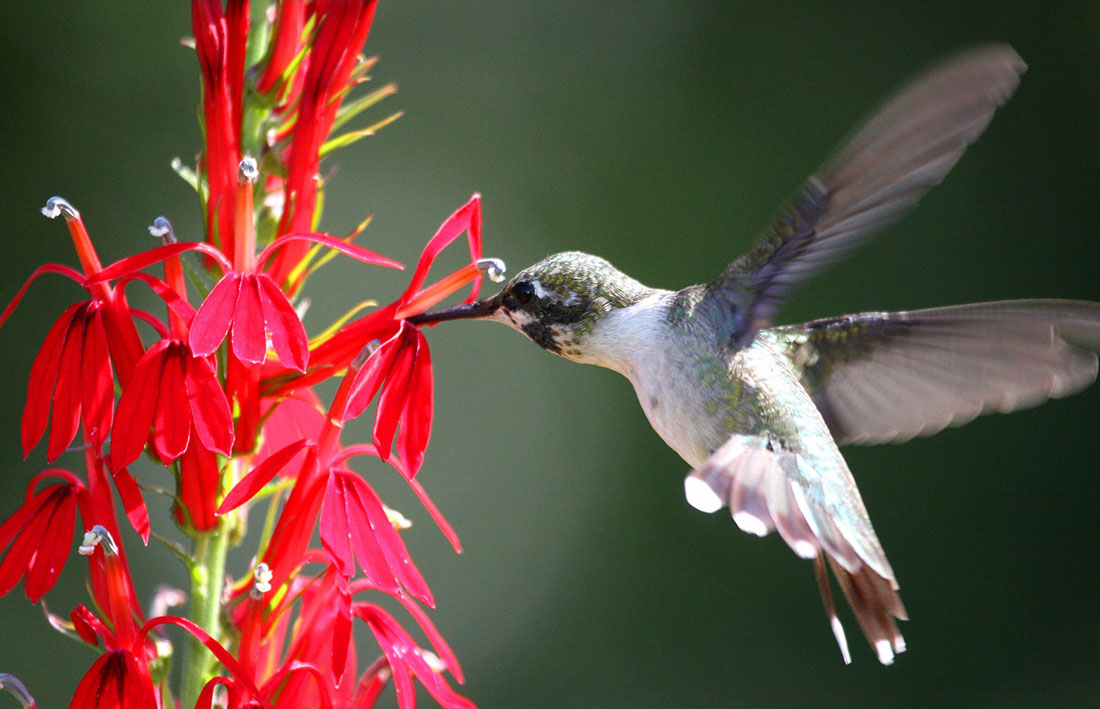 FS1316: Attracting Ruby-throated Hummingbirds to Your Yard (Rutgers NJAES)