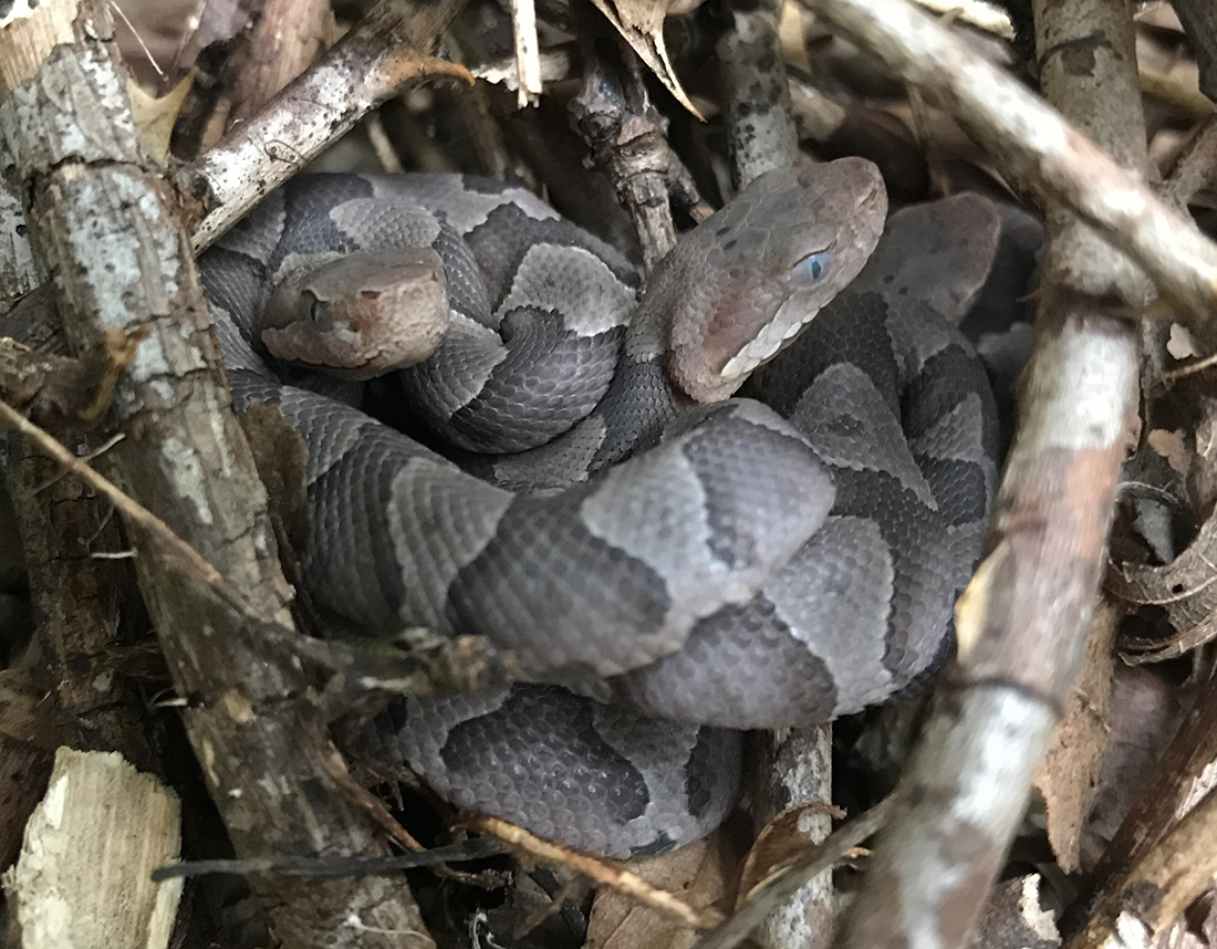 Juvenile Copperhead Snake Identification