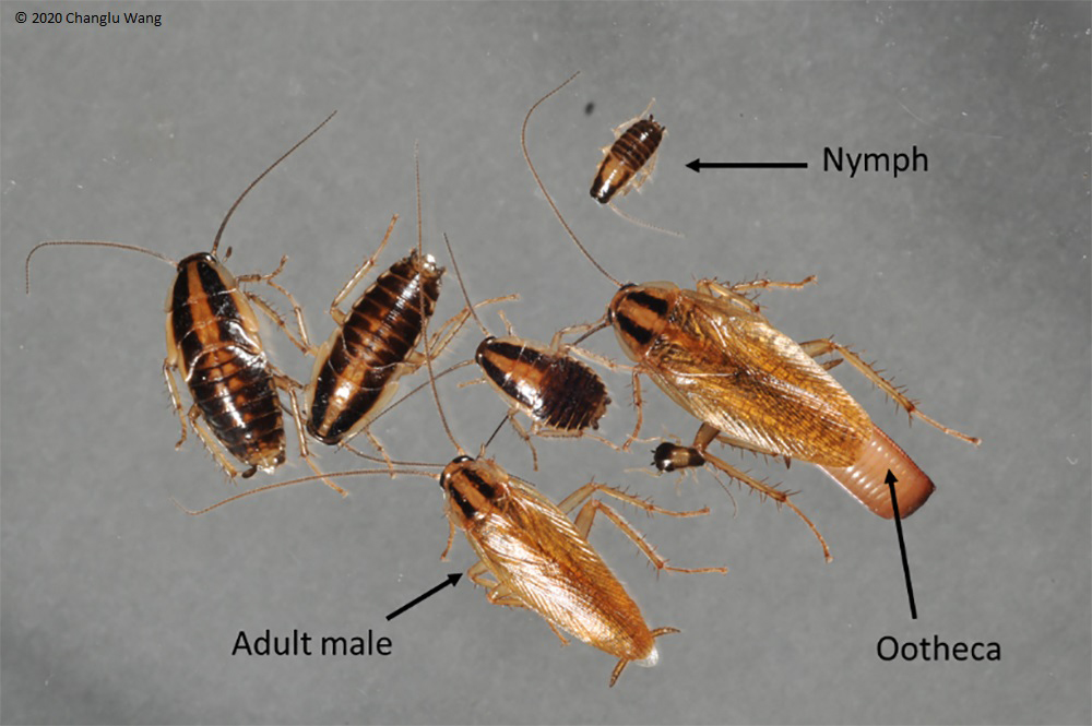 Cockroach's Life Cycle - Egg, Baby, and Adult Stages