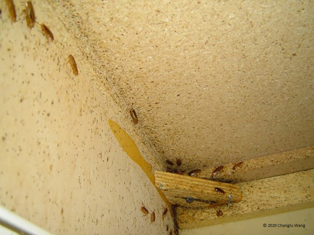 cockroaches under kitchen sink