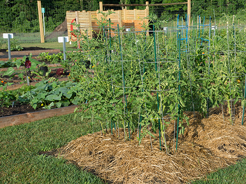 Plants in Randolph Community Garden.