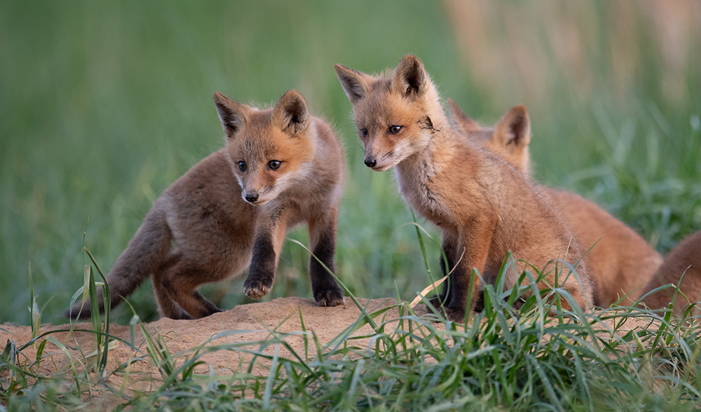 FS1325: Red Fox Ecology and Behavior (Rutgers NJAES)