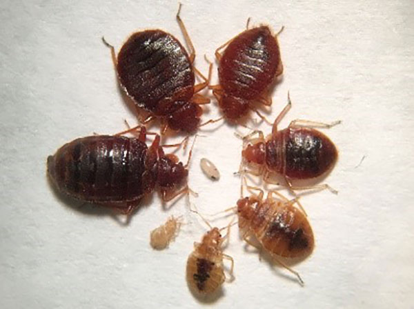 Fs1326 Bed Bug Prevention And Control, Do Bed Bugs Hide In Plastic Containers