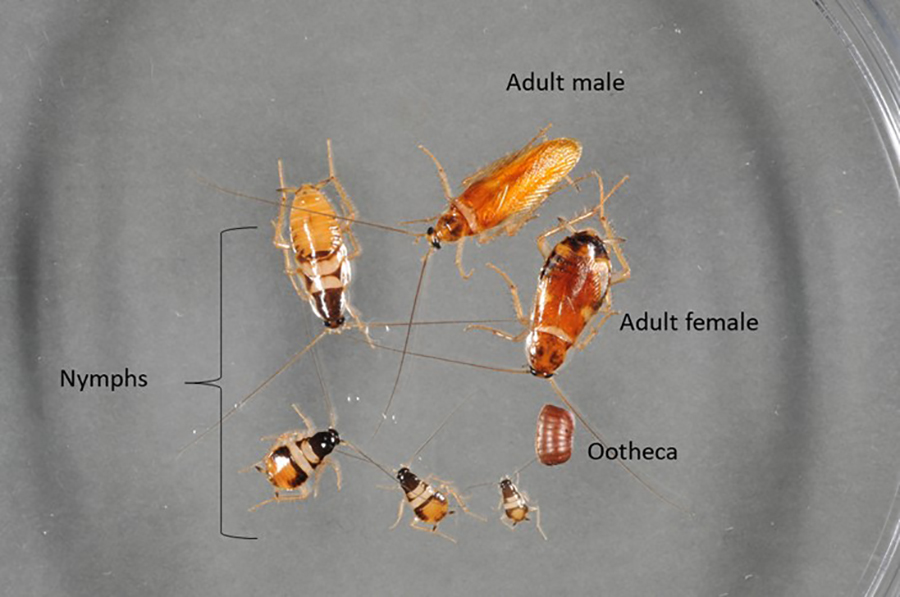 Cockroach's Life Cycle - Egg, Baby, and Adult Stages