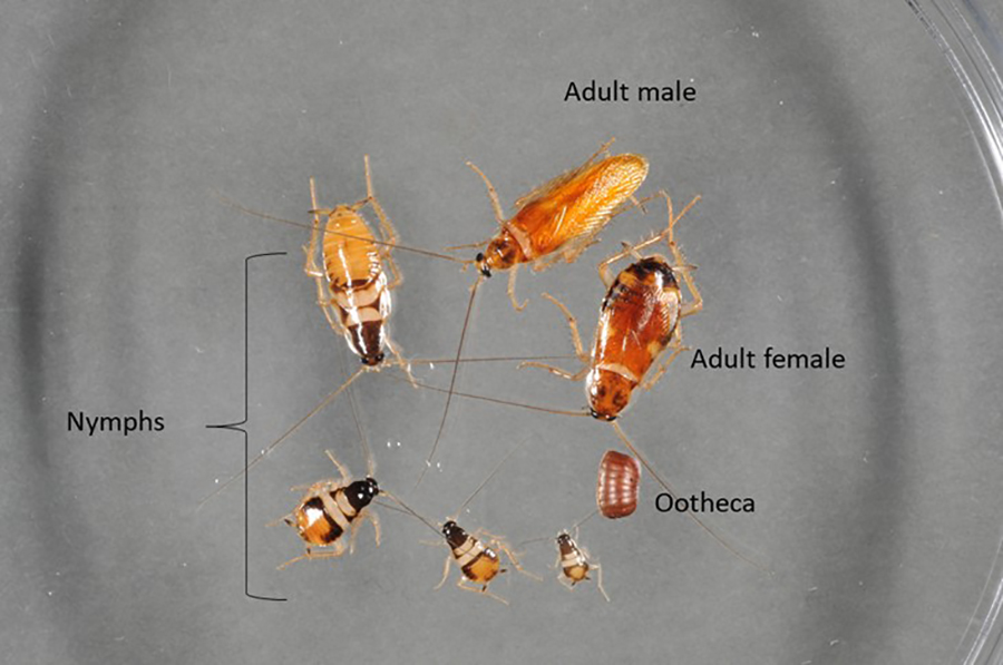 Cockroach Life Cycle Time Somer Langley