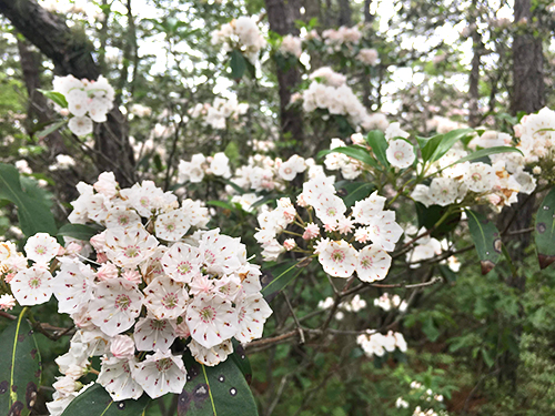 Kalmia latifloia, Mountain Laurel.