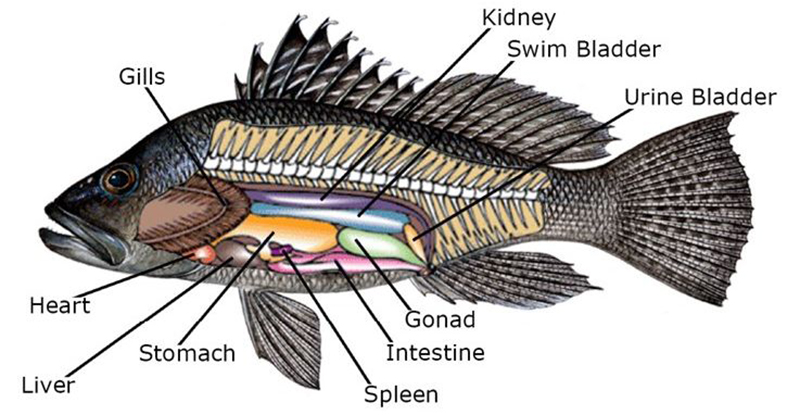 FS1337: Increasing the Catch-and-Release Survival of Black Sea Bass Through  Swim Bladder Venting (Rutgers NJAES)